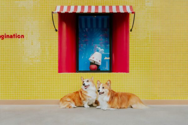 Two corgis sit in front of a whimsical window display.
