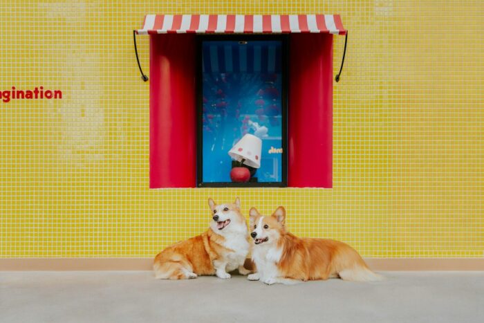 Two corgis sit in front of a whimsical window display.